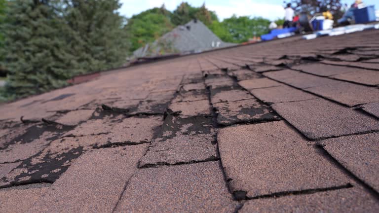 Best Roof Moss and Algae Removal  in Palos Heights, IL